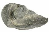 Fossil Whale Ear Bone - Miocene #177815-1